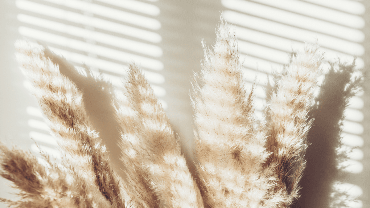 Dried Pampas grass light pink 