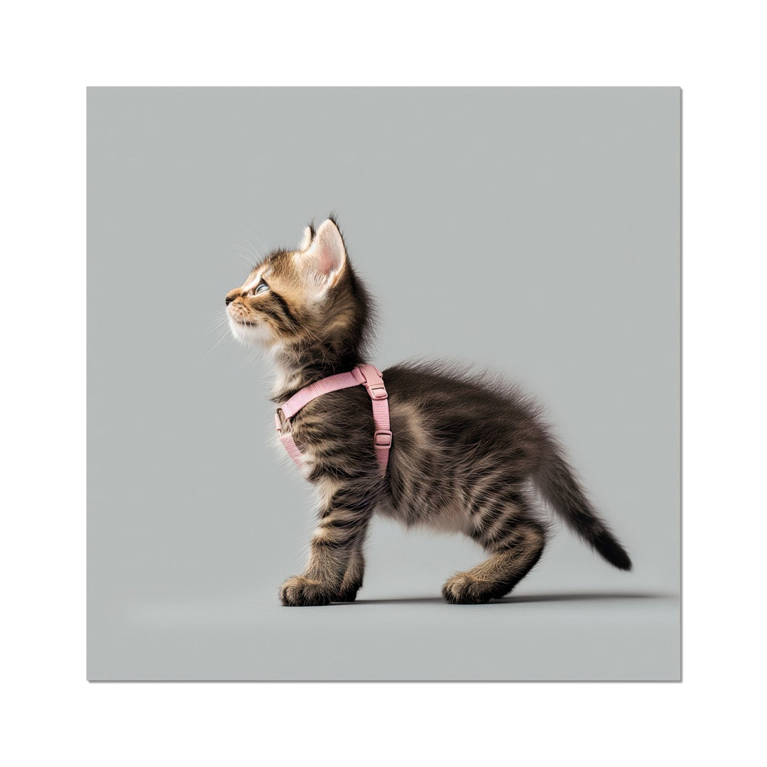 Kitten In A Harness Fun Wall Poster - Yililo