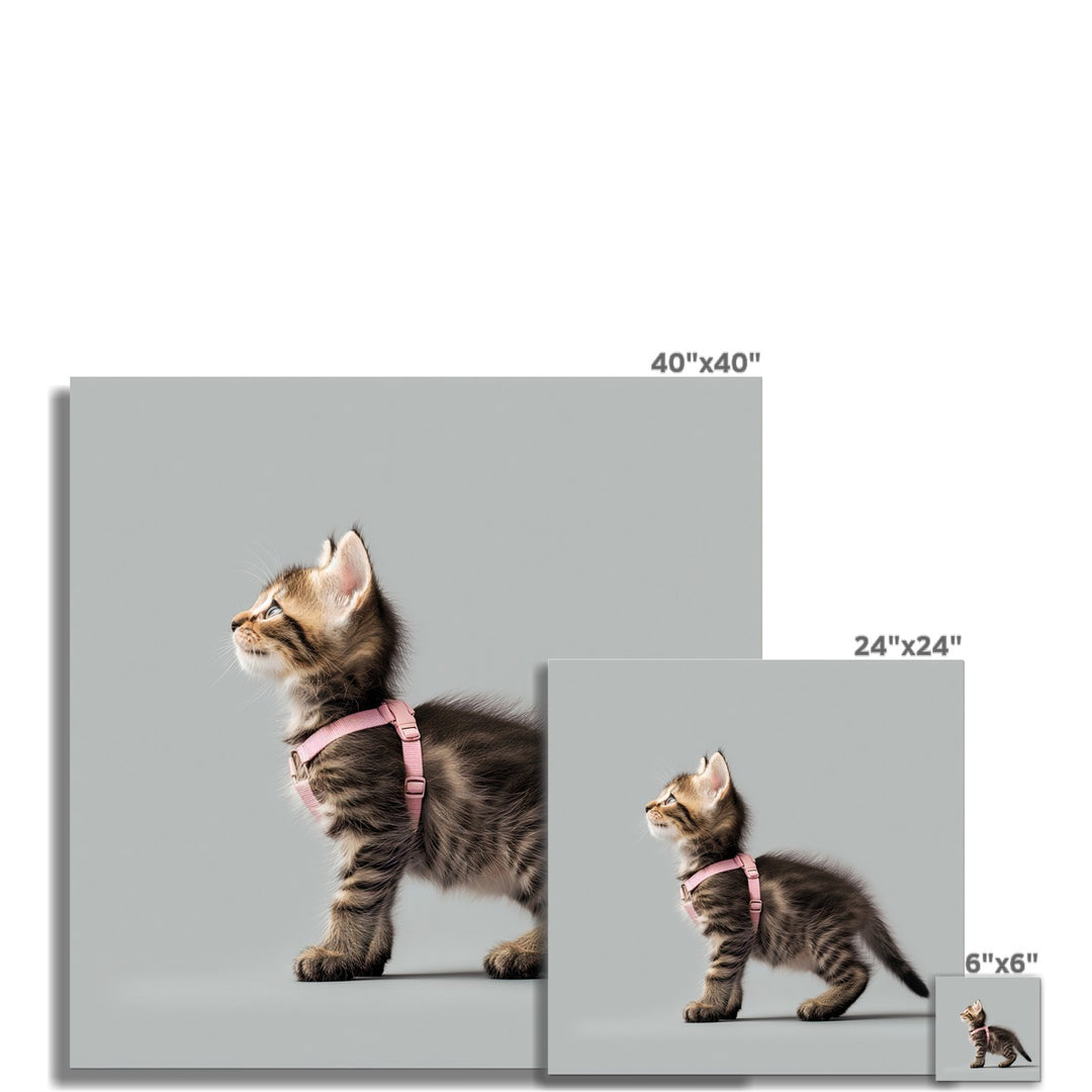 Kitten In A Harness Fun Wall Poster