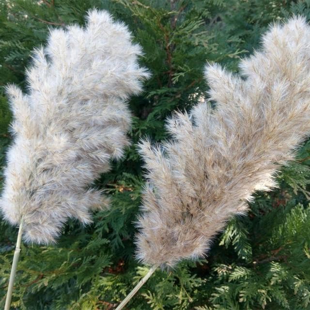 Natural Pampas Grass Fluffy 10 Stems - Yililo